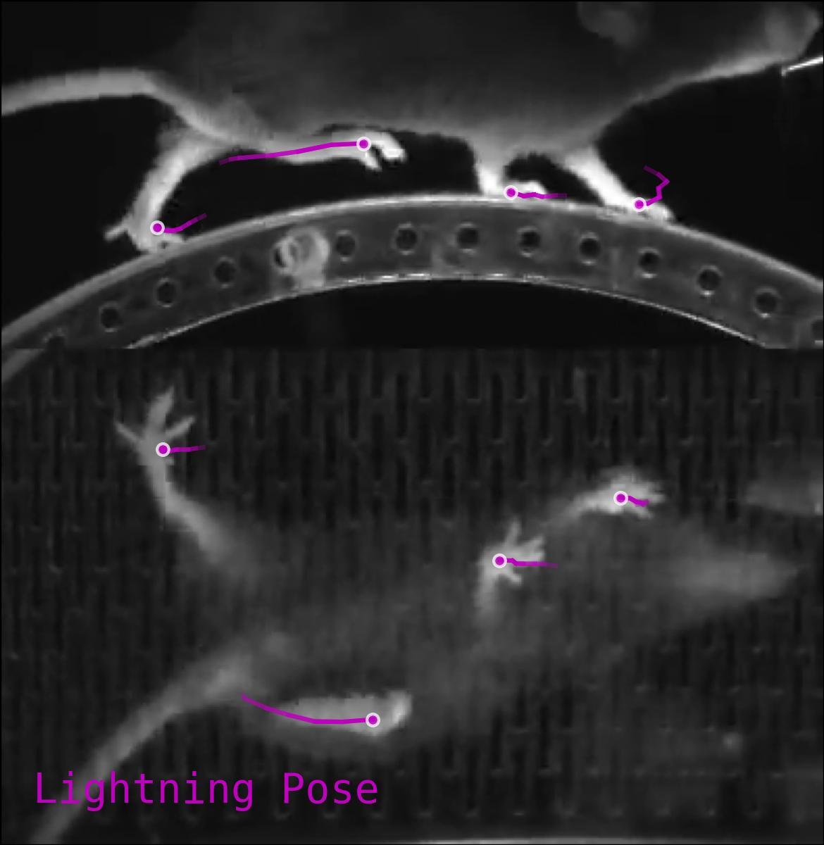 How Columbia Labs Accelerates Neuroscience Research and Democratizes AI with Lightning AI