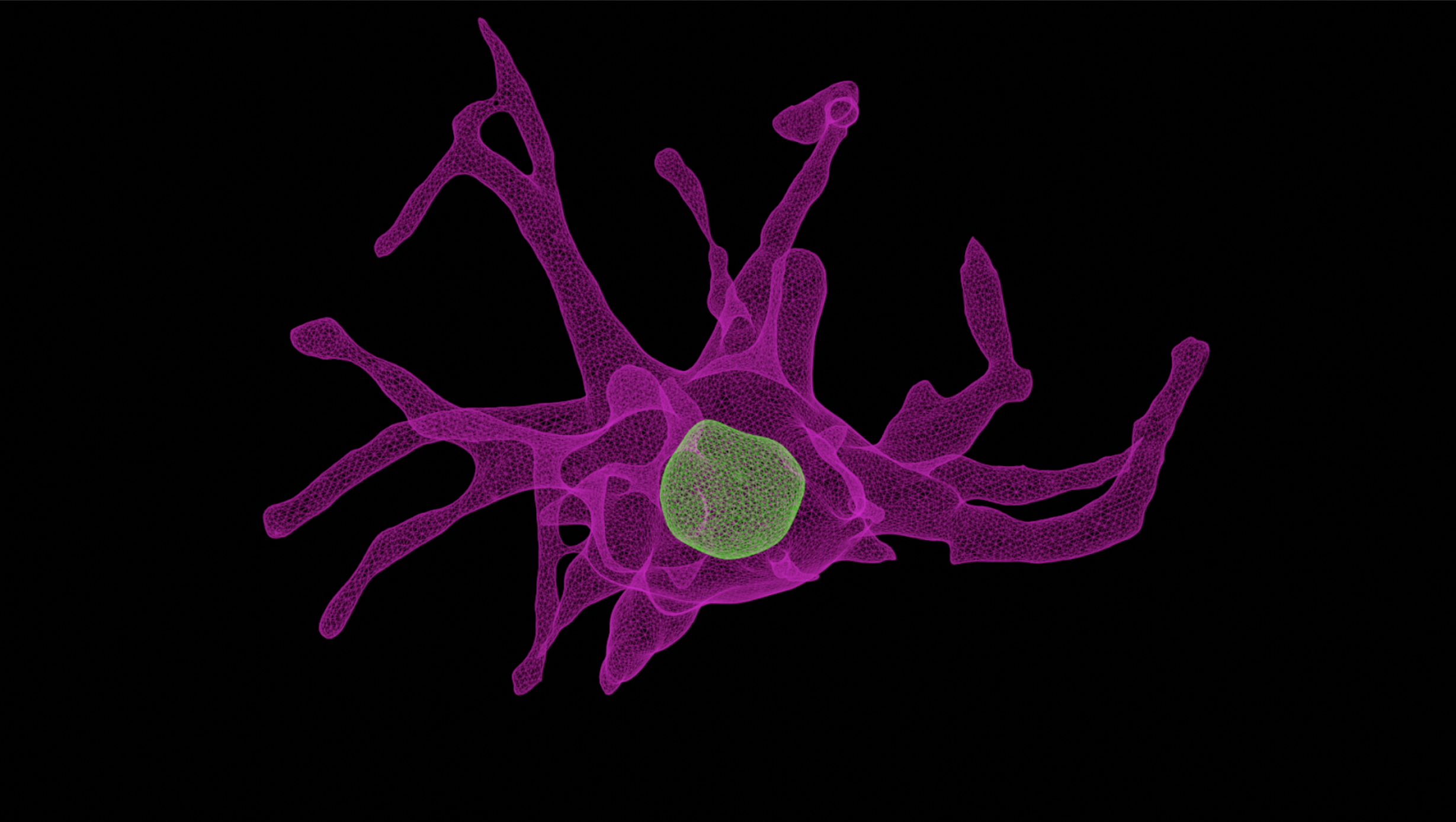 3D mesh rendering of a melanoma cell following drug treatment. Sentinal4D captures terabytes of high-resolution 3D imaging data, comprising hundreds of thousands of single-cell images like this one, to study how cells respond to therapeutic perturbations, while modeling populational heterogeneity. These mesh reconstructions enable spatially precise modeling of cell and nuclear morphology, foundational for AI-driven drug discovery.