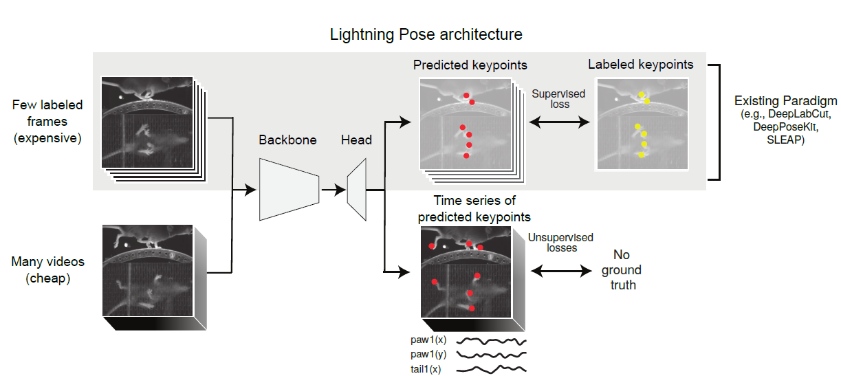 Lightning pose AI system