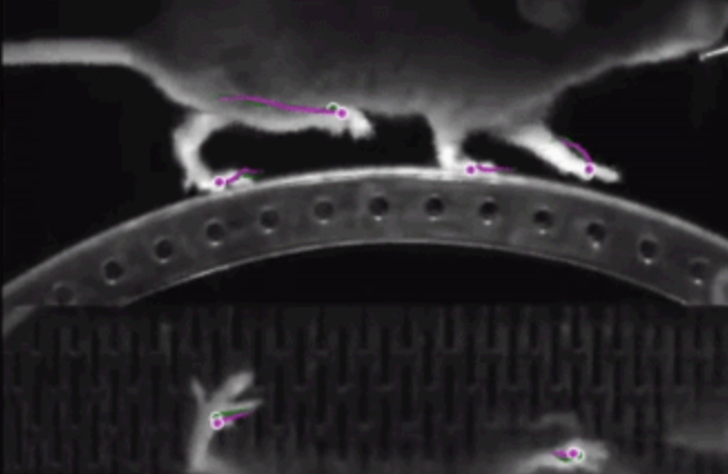 Decoding the brain by training 1000 AI models to predict movement